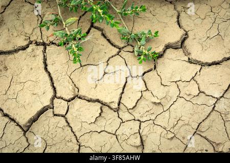 A green plant on cracked, dry earth, summer day, eastern Poland Stock Photo