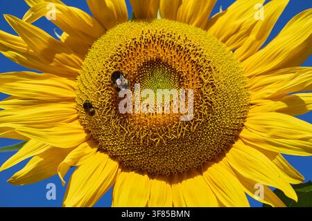 Bumblebees Collecting Pollen on Bright Sunflower in Summer Stock Photo