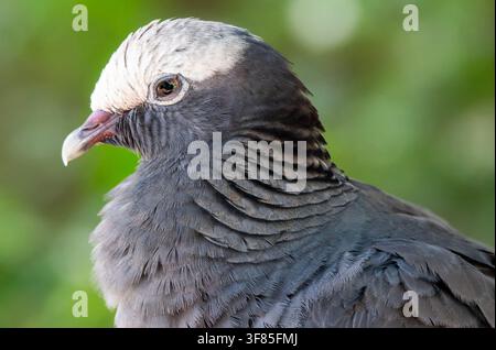 The bird in the image is a White-crowned Pigeon (Patagioenas leucocephala). Stock Photo