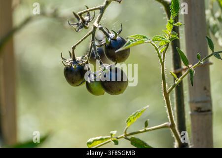 Backlight glows through a cluster of glossy dark tomatoes still attached to their vine. Delicate spiderweb threads catch the light near the stems. Stock Photo