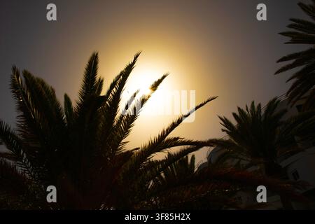 Beautiful tropical view of the sun behind palm trees, on the island of Tenerife, Spain. Stock Photo