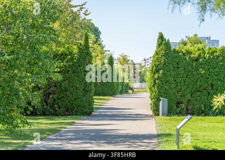 A paved walkway cuts between tall conical thuja hedges leading toward distant apartment towers. Sunlight filters through the trees lining this tidy ci Stock Photo