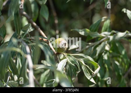 A single green olive hangs from a thin branch surrounded by soft silvery leaves in dappled shade. Its smooth speckled skin shows early signs of ripeni Stock Photo