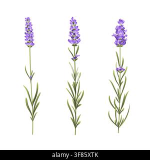 Set of three hand drawn lavender Stock Vector