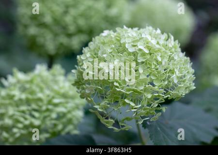 Green flower heads of Hydrangea arborescens, also known as smooth hydrangea, wild hydrangea and sevenbark, surrounded by dark green foliage in a shady Stock Photo