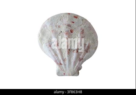 Naturally sea-worn scallop shell with smooth rounded edges and traces of a soft pink outer surface, isolated on a white background. Ideal for coastal, Stock Photo