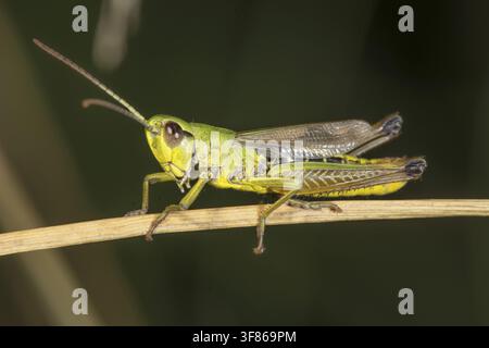 A meadow grasshopper (Chorthippus parallelus) is perched on a brown stalk, Baden-Wuerttemberg, Germany Stock Photo