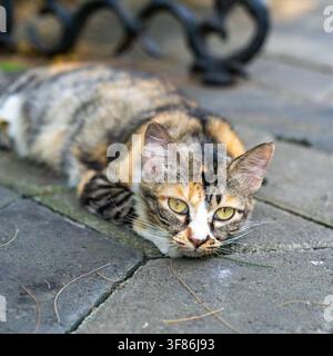 A calico stray cat resting on a stone pathway inside Eco Wisata Mangrove Gunung Anyar park in Surabaya, East Java, Indonesia. Square view. Stock Photo