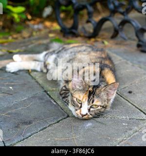 A calico stray cat resting on a stone pathway inside Eco Wisata Mangrove Gunung Anyar park in Surabaya, East Java, Indonesia. Square view. Stock Photo