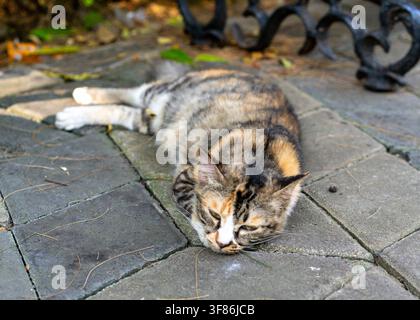 A calico stray cat resting on a stone pathway inside Eco Wisata Mangrove Gunung Anyar park in Surabaya, East Java, Indonesia. Square view. Stock Photo
