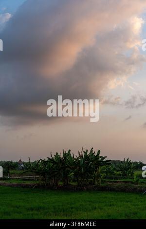Dramatic pink and orange sunset clouds over a rural banana tree grove and green rice fields in Lamongan, East Java, Indonesia. Stock Photo