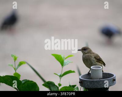 Streak-eared Bulbul (Pycnonotus blanfordi) bird on on a plastic pipe with blurred of two birds on gray concrete in background Stock Photo