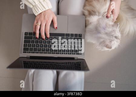 Top view of woman working on laptop with cat sitting beside her at home Stock Photo