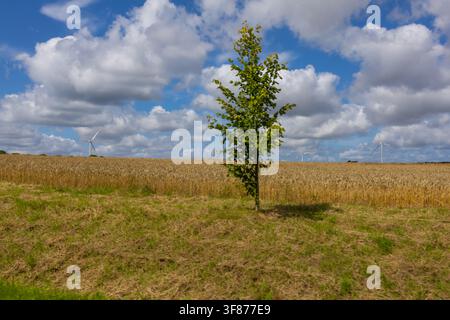 A young green tree standing alone in a wide harvested stubble field with alternative eco wind turbines visible on the distant horizon under blue sky Stock Photo