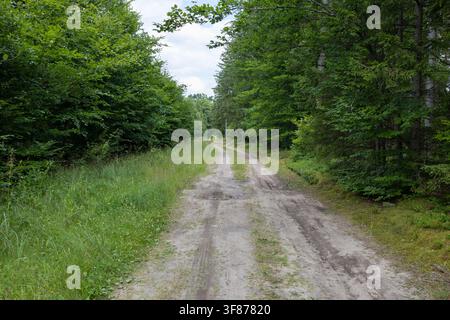 Beautiful empty dirt road stretching through a dense green deciduous forest under a canopy of lush tree branches forming a natural green tunnel Stock Photo