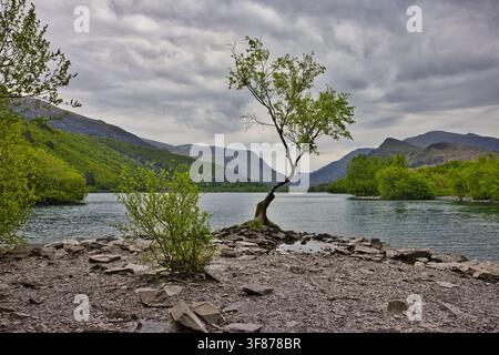 Lone tree on the shoreline of Llyn Padarn, Llanberis. Solitary silver birch against moody overcast clouds and the mountains of Eryri National Park Stock Photo