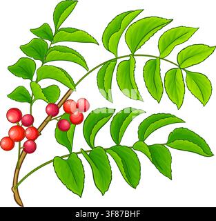 Chilean Hazelnut Colored Detailed Illustration. Stock Vector