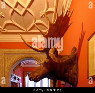 Taxidermy moose head with large palmated antlers mounted on a vibrant terracotta wall below an ornate plaster ceiling Stock Photo