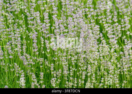 Lavender bushes in the field. Close-up shot of blooming lavender Stock Photo