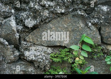 Close-up of a rustic weathered grey stone wall with vibrant green plants growing in crevices. Detailed texture for nature or architectural backgrounds Stock Photo
