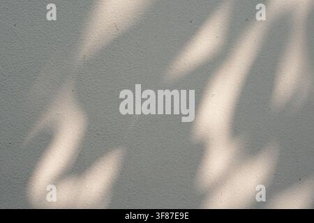 Leaf shadows on textured gray wall. Minimalist sunlight background for clean design mockups. Stock Photo