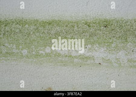 Macro view of green algae and mold growing on a white textured wall. Shows effects of dampness and neglect on a weathered surface. Stock Photo