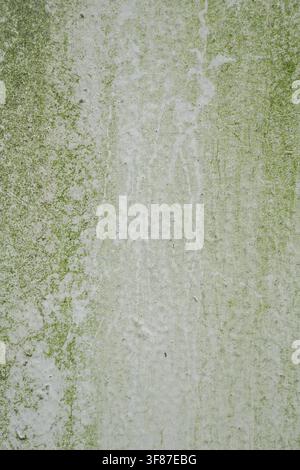 Distressed white wall with green algae and water streaks. Useful for industrial or rustic backgrounds. Stock Photo