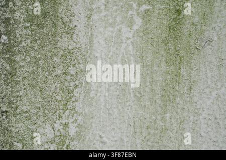 Close-up of damaged white concrete featuring organic green lichen and weathered stains. Ideal for gritty urban backgrounds or architectural textures. Stock Photo