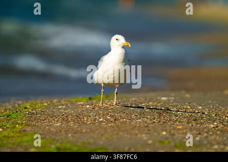 Close-up of the profile of a seagull walking on the sand Stock Photo