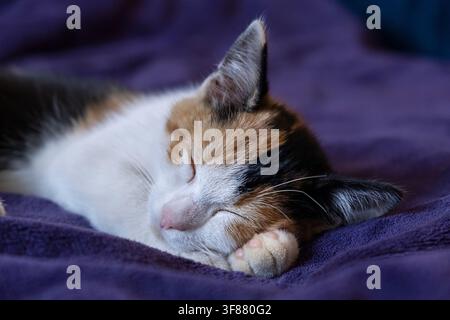 Adorable calico kitten peacefully sleeping on a soft purple blanket. Cozy indoor scene with a young domestic cat resting comfortably, symbolizing rela Stock Photo