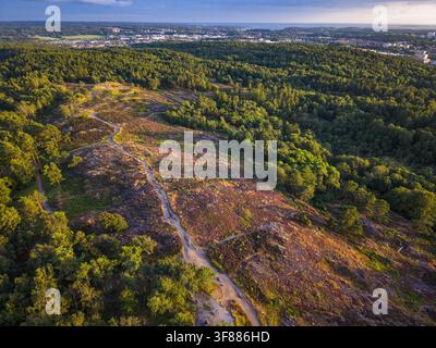 Aerial view of Anggard Mountains featuring a winding path through blooming heather and surrounding lush forest under golden hour light in Gothenburg, Stock Photo
