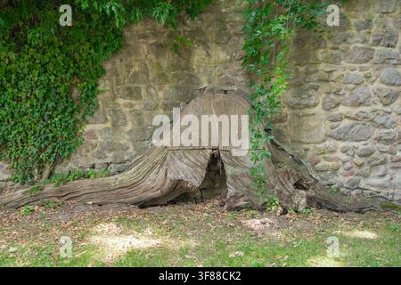 Wide view of strong tree roots spread out over grassy ground beside an old stone structure covered in ivy leaves. Ideal for ecological, outdoor, and Stock Photo
