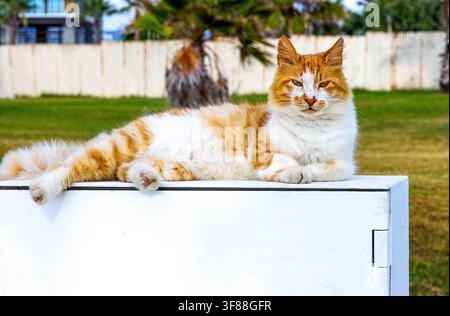 Orange and white stray cat relaxing outdoors in Paphos Cyprus Stock Photo