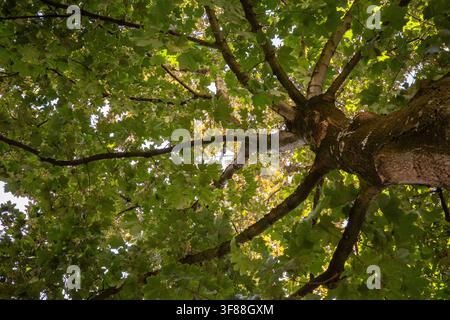 A view from the ground looking up at a large tree in a forest. The sunlight shines through the green leaves and highlights the branches. Stock Photo