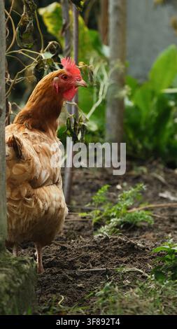 Free Range Brown Hen Outdoors on Organic Farm Soil Stock Photo