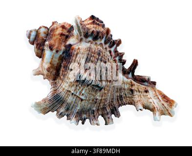 Chicoreus murex sea shell sits alone on a clean white surface. The shell shows clear features and spikes. The focus is on its unique design and textur Stock Photo