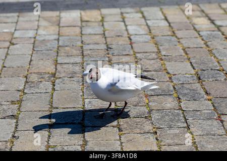Black-headed gull - Larus ridibundus Stock Photo