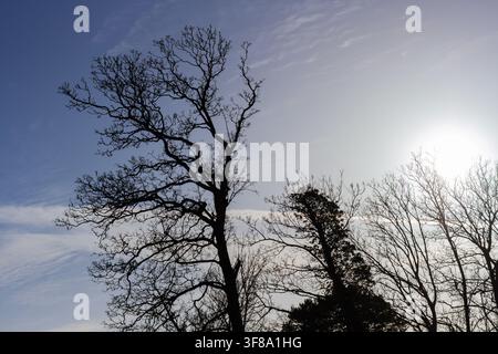 Winter trees in silhouette Stock Photo