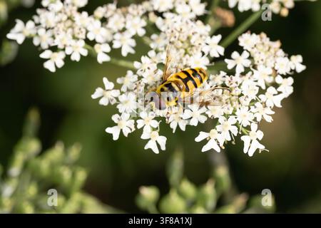 Macro photo of Batman hoverfly feeding on wild carrot flower showing characteristic thorax pattern and pollination behavior in natural habitat Stock Photo