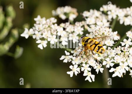 Macro photo of Batman hoverfly feeding on wild carrot flower showing characteristic thorax pattern and pollination behavior in natural habitat Stock Photo