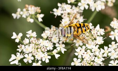 Macro photo of Batman hoverfly feeding on wild carrot flower showing characteristic thorax pattern and pollination behavior in natural habitat Stock Photo