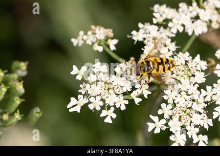 Macro photo of Batman hoverfly feeding on wild carrot flower showing characteristic thorax pattern and pollination behavior in natural habitat Stock Photo