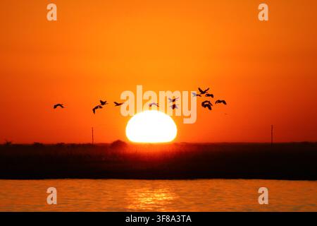 Sunset over the Chobe River with birds in silhouette, Botswana Stock Photo