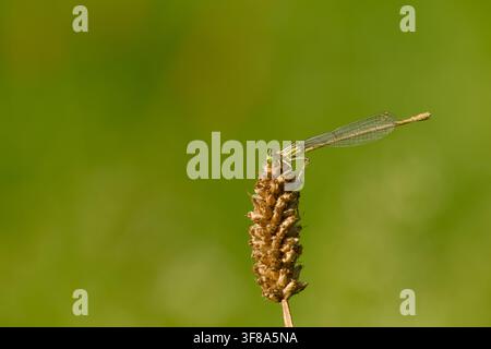 Female white-legged damselfly perched on the tip of a dried flower head against a softly blurred green background, with its delicate transparent wings Stock Photo