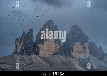 View of the Tre Cime di Lavaredo peaks under a dramatic stormy sky with a flock of birds flying above the rocky landscape, Auronzo di Cadore, Veneto, Stock Photo