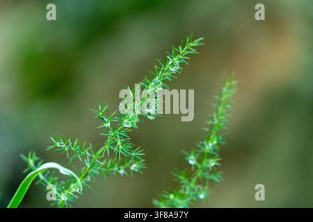 green plant similar to dill or fennel with drops of water and blurred background Stock Photo
