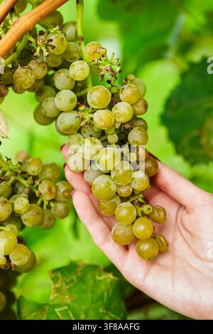 Hand holding white grapes on the vine in a vineyard, illustrating a sustainable Austrian vineyard during the autumn transition. Stock Photo