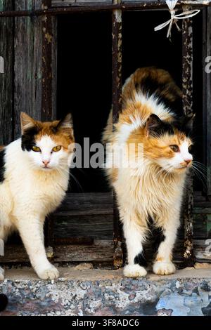 Two calico cats pose in front of an old wooden house, surrounded by rusty bars and a charming rustic atmosphere. Stock Photo