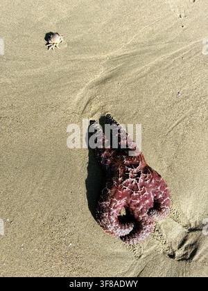 A crab crawling near a starfish washed up during a low tide on a beach in Oregon. Stock Photo