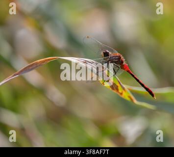 Male White- faced Meadowhawk Dragonfly  on a leaf in Arrowhead Park Ontario August Stock Photo